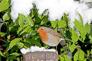 Handles: European Robin - perched on spade handle in snow