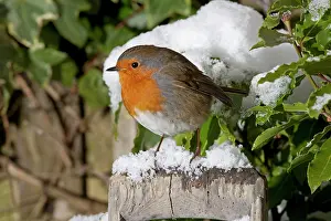 Handles: European Robin - perched on spade handle in snow