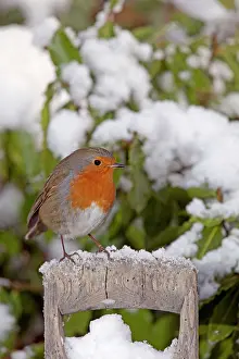 Handles: European Robin - perched on spade handle in snow