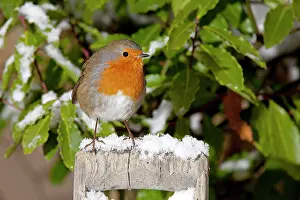 Handles: European Robin - perched on spade handle in snow