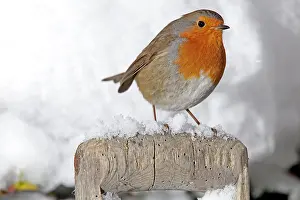 Handles: European Robin - perched on spade handle in snow