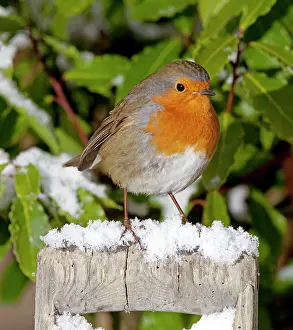 Handles: European Robin - perched on spade handle in snow