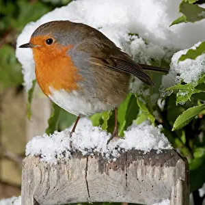 Handles: European Robin - perched on spade handle in snow