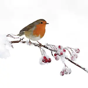 Roy Glen: European Robin - perched on a twig covered in snow