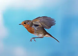 European ROBIN - side profile, in flight
