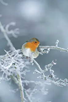 Roy Glen: European Robin - shown perched on frost covered