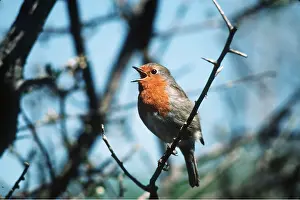 J Laurie: European ROBIN - singing