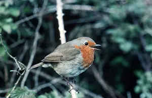 J Laurie: European ROBIN - singing in tree