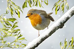 Mistletoe: European Robin - sitting on a tree branch in winter
