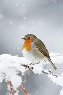 Puffed: European Robin in snow - Close-up showing puffed