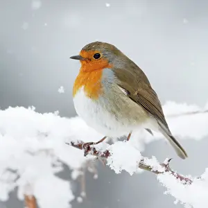 Puffed: European Robin in snow - Close-up showing puffed
