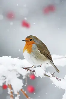 Puffed: European Robin in snow - Close-up showing puffed