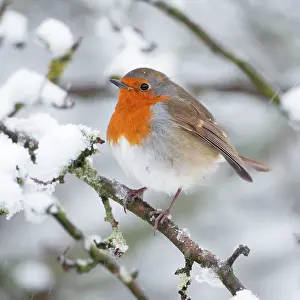 Puffed: European Robin in snow - Close-up showing puffed