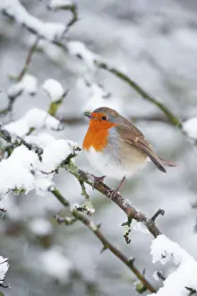 Falling: European Robin in snow - Close-up showing puffed
