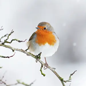 Falling: European Robin in snow - Close-up showing red breast
