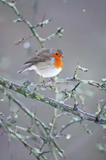 European Robin - In snow flurry showing bright red breast