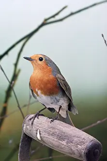 Handles: European ROBIN - on spade handle