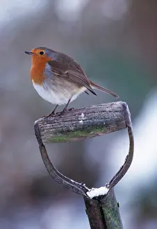 Handles: European ROBIN - ON SPADE HANDLE