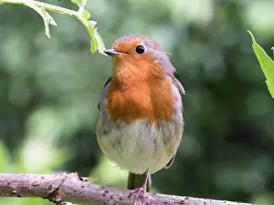 Robin: European Robin - standing on one leg - UK