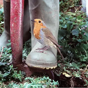 Wellington: European ROBIN - standing on wellington boot