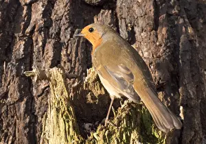 030518: European robin - UK