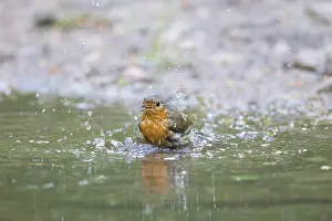 Robin: European Robin water 09