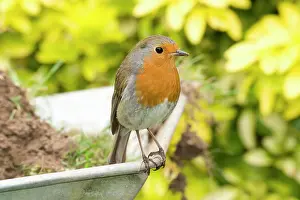 Wheelbarrow: European Robin on wheelbarrow