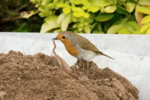 Wheelbarrow: European Robin in wheelbarrow with earthworm