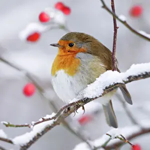 European Robin - In winter with snow