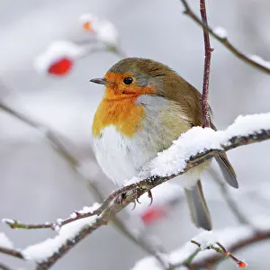 Robins: European Robin - In winter with snow