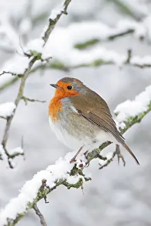 Robins: European Robin - in winter - on snowy branch