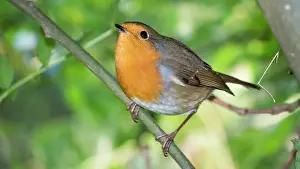 Robin: European Robin - in woodland in Summer - UK
