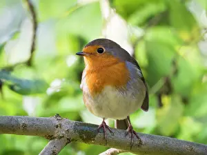 Robin: European Robin - in woodland in Summer - UK