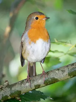 Robin: European Robin - in woodland in Summer - UK