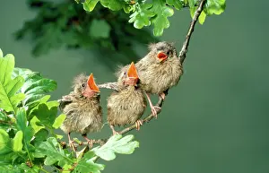 Singing: European ROBIN - three young, singing on branch