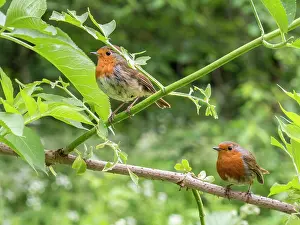 Robins: European Robins - pair perched on elder - UK