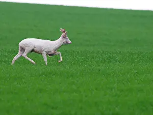 Albinos: European Roe Deer buck albino