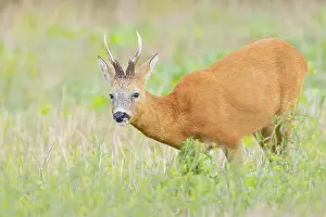 Grain: European roe deer (Capreolus capreolus)