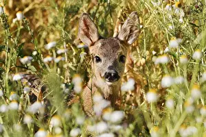 Deers: European roe deer (Capreolus capreolus)