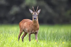 Buck: European roe deer (Capreolus capreolus) adult buck