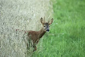 Wheatfield: European roe deer (Capreolus capreolus) buck comes