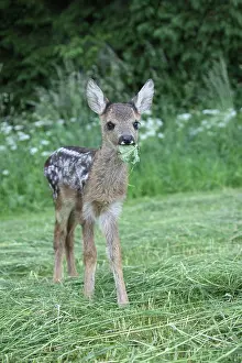 Mown: European roe deer (Capreolus capreolus) ca. 4 we