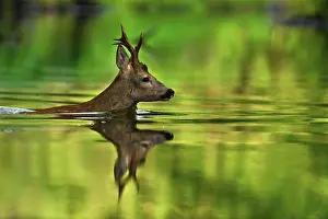 Roebuck: European roe deer (Capreolus capreolus) Crossing