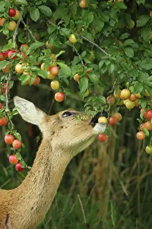 Plum: European roe deer (Capreolus capreolus) eating ripe