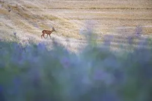 Limburg: European Roe Deer (Capreolus capreolus) walking