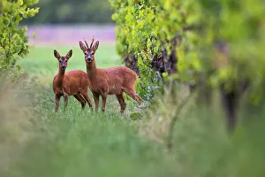 Vitaceae: European roe deerbock (Capreolus capreolus) with