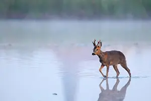 Niederrhein: European roe deerbock (Capreolus capreolus) runs