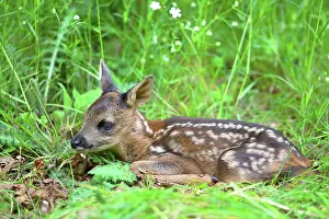 Discarded: European roe deerkitz (Capreolus capreolus), discarded