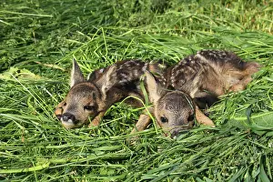 Rescue: European roe deerkitze ( Capreolus capreolus)