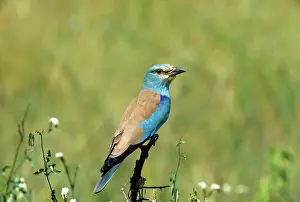 Gillean White: European Roller